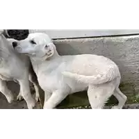 Foto dell\'animale COMUNE DI GROTTAMINARDA - 380260044434172