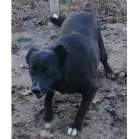 Foto dell\'animale COMUNE DI ARIANO IRPINO - 380260043136901
