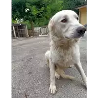 Foto dell\'animale COMUNE DI ARIANO IRPINO - 380260044474885