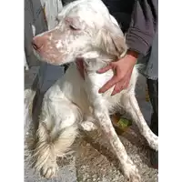 Foto dell\'animale COMUNE DI BISACCIA - 380260044433503