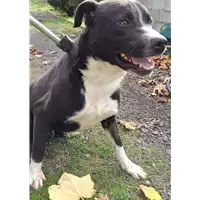 Foto dell\'animale COMUNE DI ARIANO IRPINO - 380260044474325