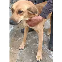 Foto dell\'animale COMUNE DI BISACCIA - 380260044443737
