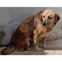 Foto dell\'animale COMUNE DI VENTICANO - 380260044443041