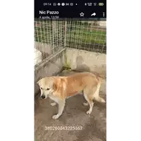 Foto dell\'animale COMUNE DI GROTTAMINARDA - 380260043225367