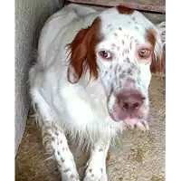 Foto dell\'animale COMUNE DI ARIANO IRPINO - 380260044434336
