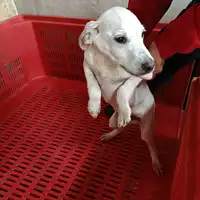 Foto dell\'animale COMUNE DI ARIANO IRPINO - 380260044474227