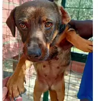 Foto dell\'animale COMUNE DI ZUNGOLI - 380260044474461
