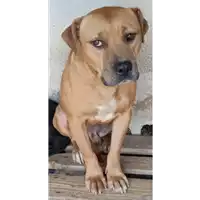 Foto dell\'animale COMUNE DI SERINO - 380260044433320