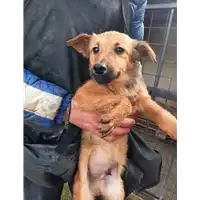 Foto dell\'animale COMUNE DI VENTICANO - 380260044474318