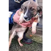 Foto dell\'animale COMUNE DI VENTICANO - 380260044478475