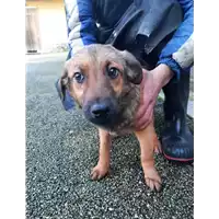 Foto dell\'animale COMUNE DI VENTICANO - 380260044474495