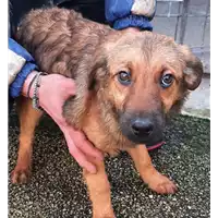 Foto dell\'animale COMUNE DI VENTICANO - 380260044474916