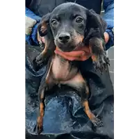 Foto dell\'animale COMUNE DI VENTICANO - 380260044474787