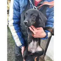 Foto dell\'animale COMUNE DI VENTICANO - 380260044476714