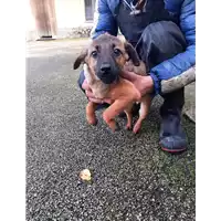 Foto dell\'animale COMUNE DI VENTICANO - 380260044474184