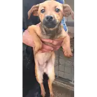 Foto dell\'animale COMUNE DI VENTICANO - 380260044474388