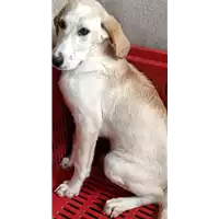 Foto dell\'animale COMUNE DI FLUMERI - 380260044474571