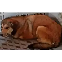 Foto dell\'animale COMUNE DI FLUMERI - 380260044474194