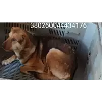 Foto dell\'animale COMUNE DI CASSANO IRPINO - 380260044434176