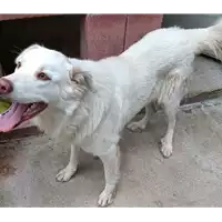 Foto dell\'animale COMUNE DI ARIANO IRPINO - 380260044474152