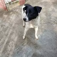 Foto dell\'animale COMUNE DI BISACCIA - 380260044442020