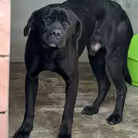 Foto dell\'animale COMUNE DI SANT'ANDREA DI CONZA - 380260044433567