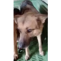 Foto dell\'animale COMUNE DI CHIUSANO DI SAN DOMENICO - 380260044479768
