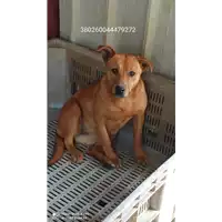 Foto dell\'animale COMUNE DI SANTO STEFANO DEL SOLE - 380260044479272