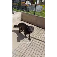 Foto dell\'animale COMUNE DI ARIANO IRPINO - 380260043995227