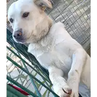 Foto dell\'animale COMUNE DI ARIANO IRPINO - 380260043994774