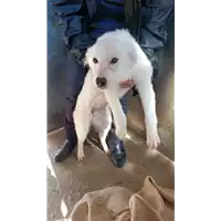 Foto dell\'animale COMUNE DI CAPOSELE - 380260044478861
