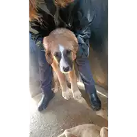 Foto dell\'animale COMUNE DI CAPOSELE - 380260044478501