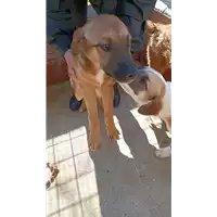 Foto dell\'animale COMUNE DI CAPOSELE - 380260044478673