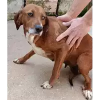 Foto dell\'animale COMUNE DI BISACCIA - 380260044478466