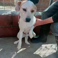 Foto dell\'animale COMUNE DI ARIANO IRPINO - 380260044438961