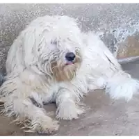 Foto dell\'animale COMUNE DI VOLTURARA IRPINA - 380260044443467
