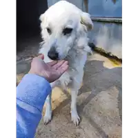 Foto dell\'animale COMUNE DI VOLTURARA IRPINA - 380260044442560