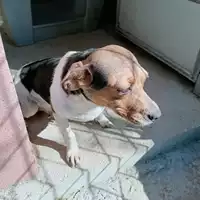 Foto dell\'animale COMUNE DI TREVICO - 380260044435586