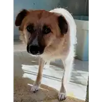 Foto dell\'animale COMUNE DI AIELLO DEL SABATO - 380260044442973