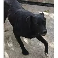 Foto dell\'animale COMUNE DI ARIANO IRPINO - 380260043125967