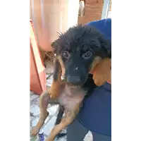 Foto dell\'animale COMUNE DI BISACCIA - 380260044442016