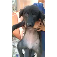 Foto dell\'animale COMUNE DI BISACCIA - 380260044443845