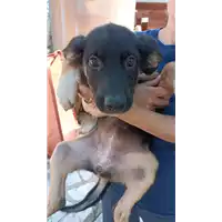 Foto dell\'animale COMUNE DI BISACCIA - 380260044443556
