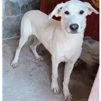 Foto dell\'animale COMUNE DI SERINO - 380260044442519