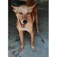 Foto dell\'animale COMUNE DI SERINO - 380260044442666
