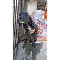 Foto dell\'animale COMUNE DI SERINO - 380260044434171