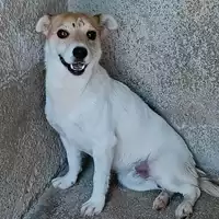 Foto dell\'animale COMUNE DI ARIANO IRPINO - 380260044443476