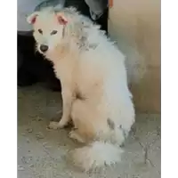 Foto dell\'animale COMUNE DI FONTANAROSA - 380260044434209
