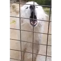 Foto dell\'animale COMUNE DI FONTANAROSA - 380260044957764