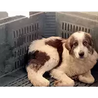 Foto dell\'animale COMUNE DI BUCCINO - 380260044668117